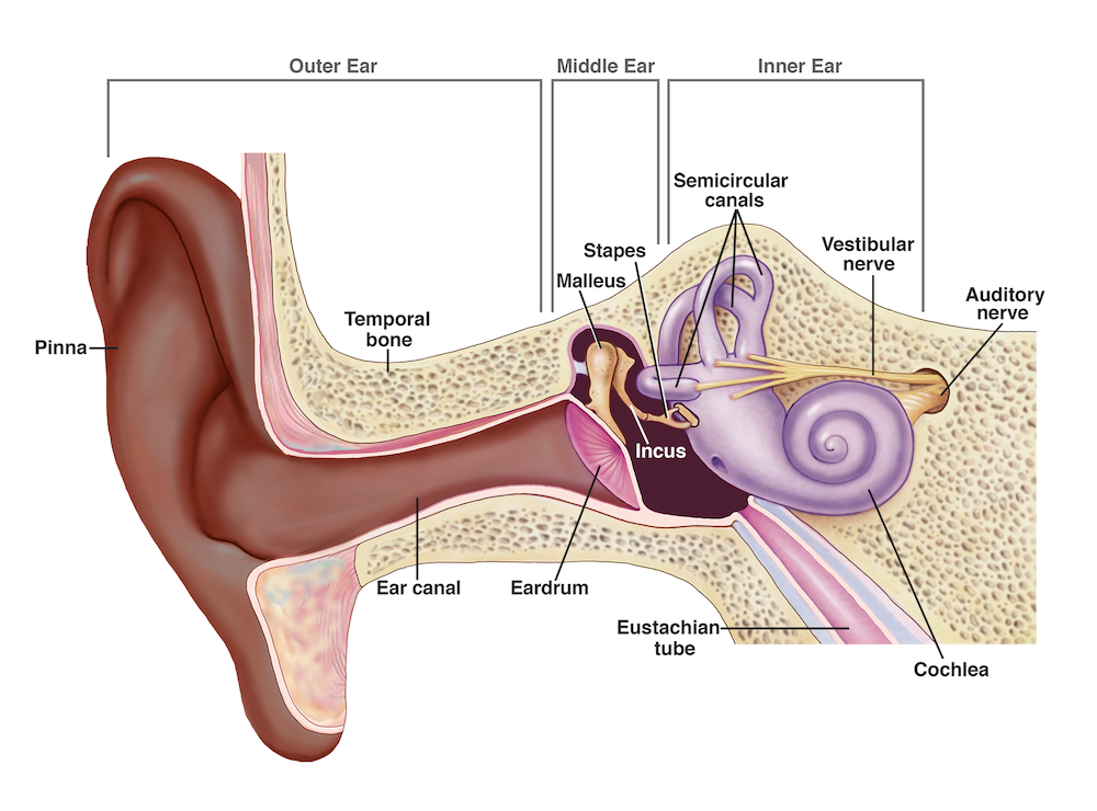 Cross-section medical illustration of the human ear showing the outer ear (pinna, ear canal), middle ear (eardrum, malleus, incus, stapes, Eustachian tube), and inner ear (cochlea, semicircular canals, vestibular nerve, auditory nerve)